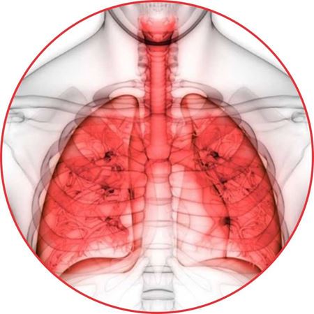 Изображение для категории Дыхательная система