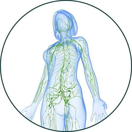 Изображение для категории Лимфатическая система