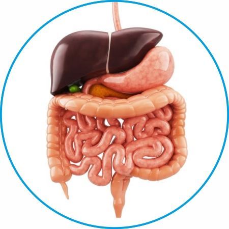 Изображение для категории Пищеварительная система
